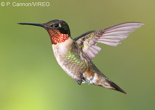 Ruby-throated Hummingbird